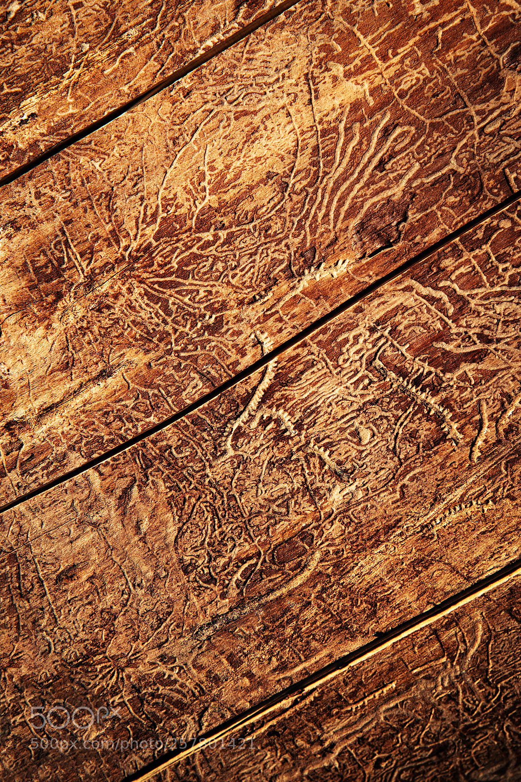 Nikon D5500 sample photo. Paths of beetles on photography