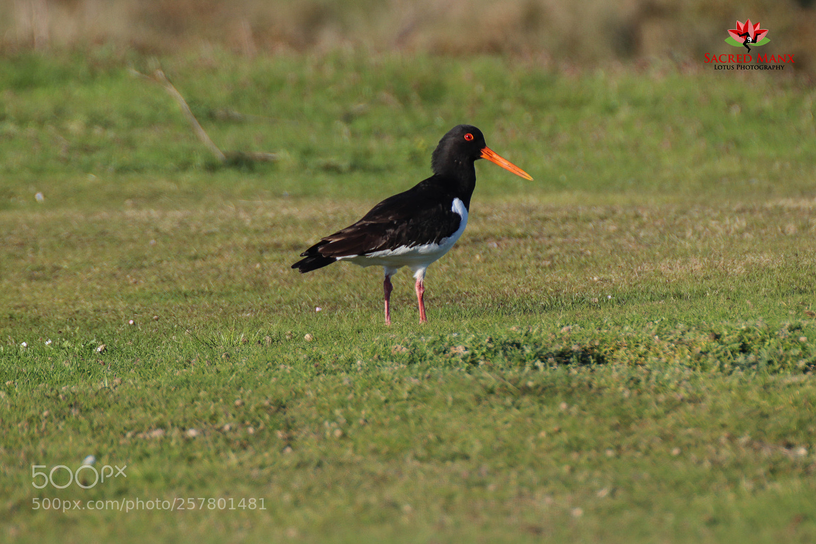 Canon EOS 77D (EOS 9000D / EOS 770D) sample photo. Oyster catcher photography