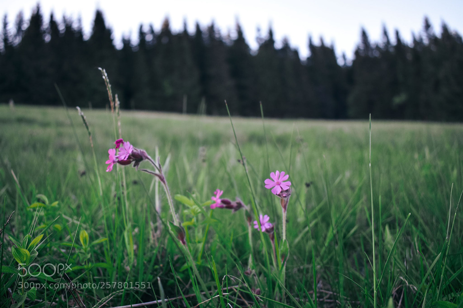 Nikon D3300 sample photo. In the meadow photography