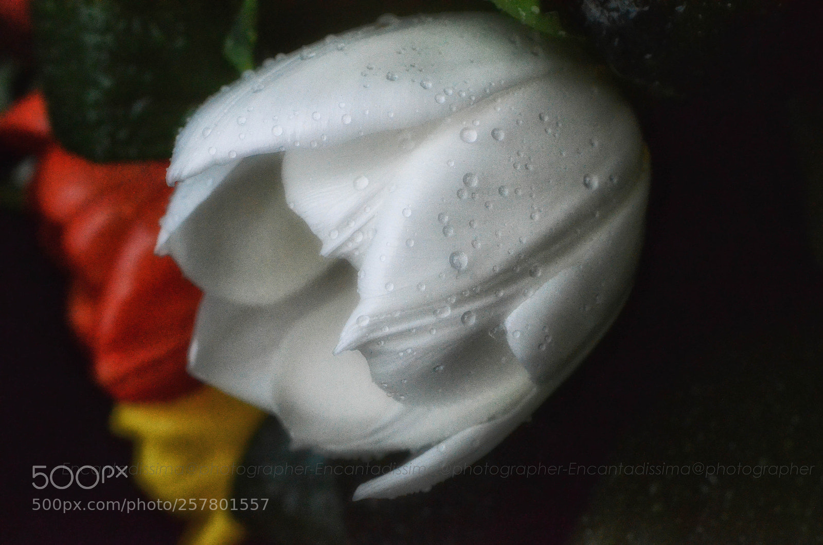 Nikon D7000 sample photo. Il tulipano triste photography