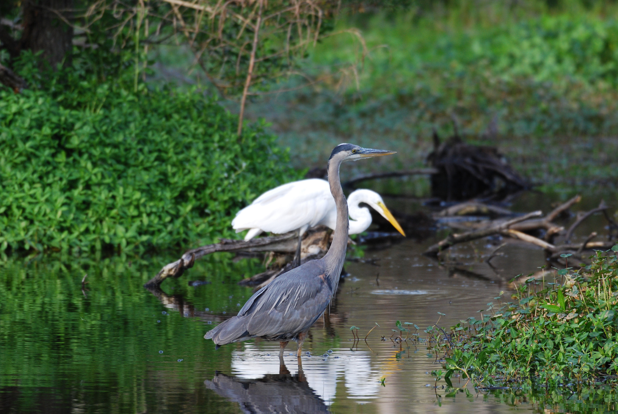 Nikon AF-S Nikkor 200-500mm F5.6E ED VR sample photo. Dsc photography