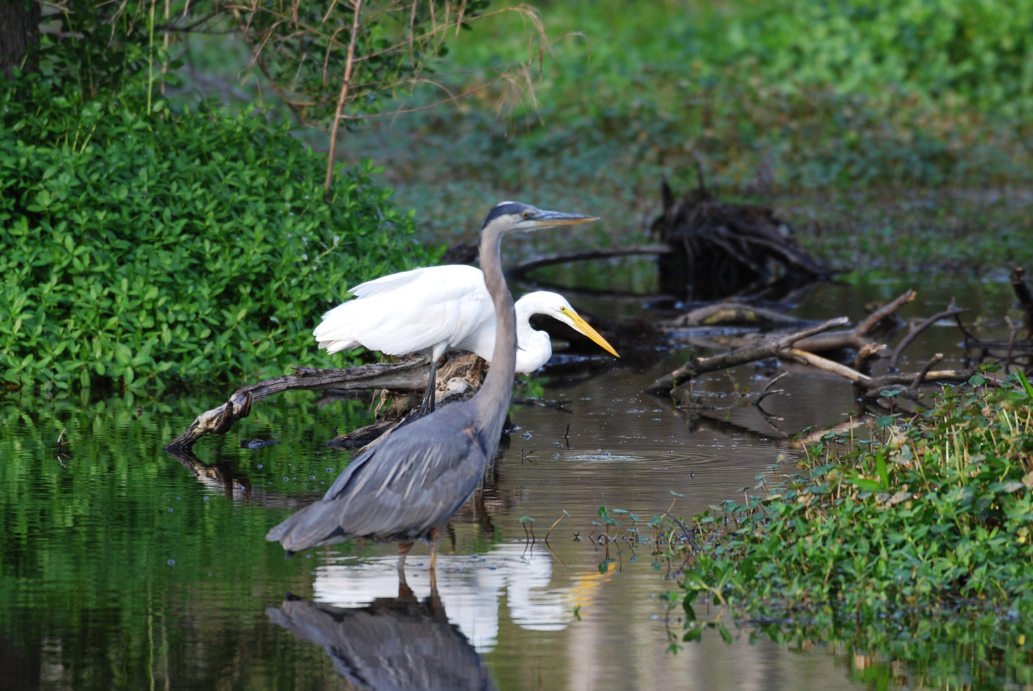 Nikon AF-S Nikkor 200-500mm F5.6E ED VR sample photo. Dsc photography