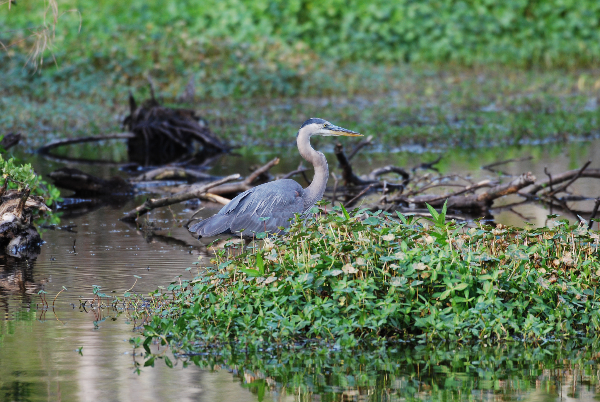 Nikon AF-S Nikkor 200-500mm F5.6E ED VR sample photo. Dsc photography