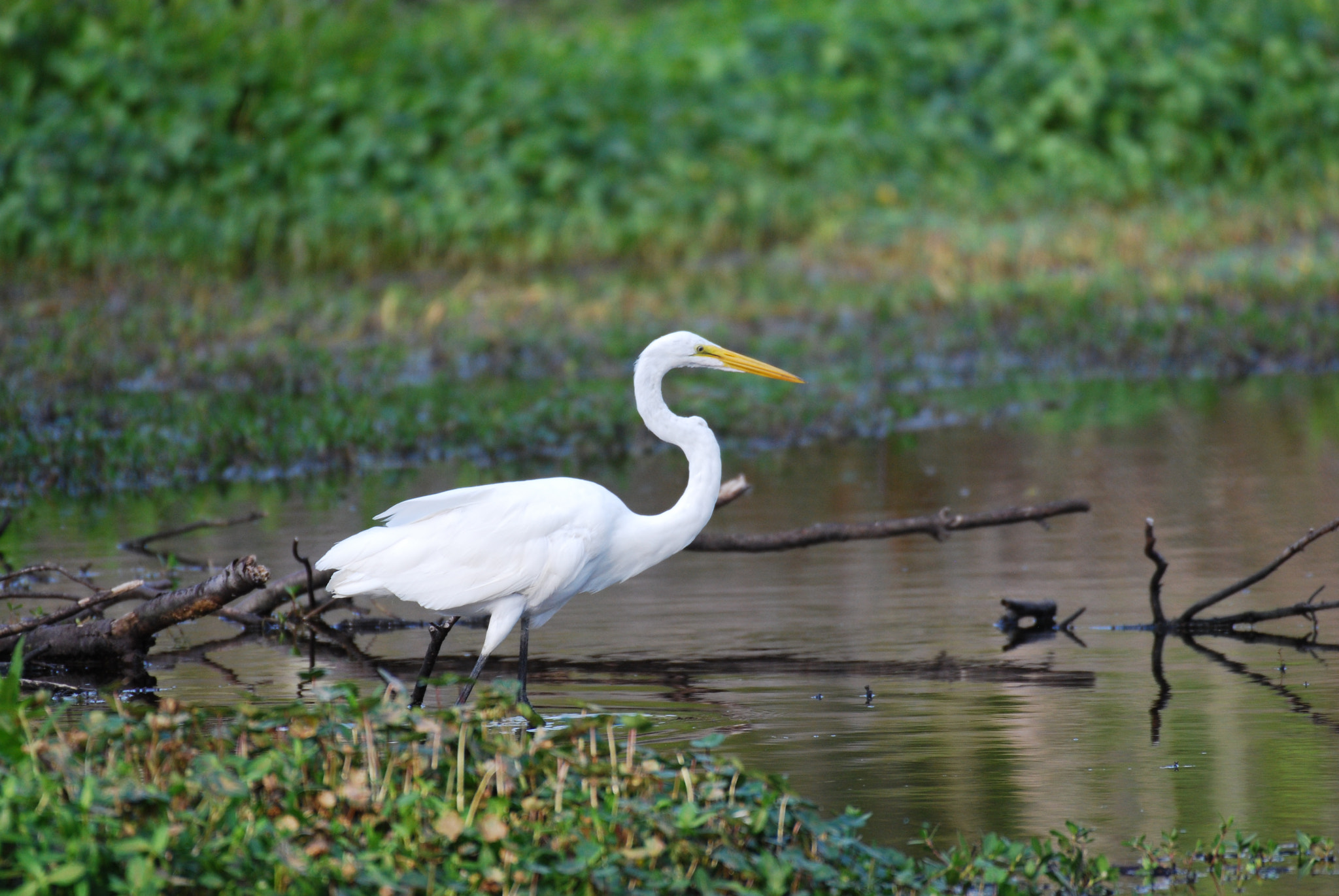 Nikon D60 + Nikon AF-S Nikkor 200-500mm F5.6E ED VR sample photo. Marsh birds photography