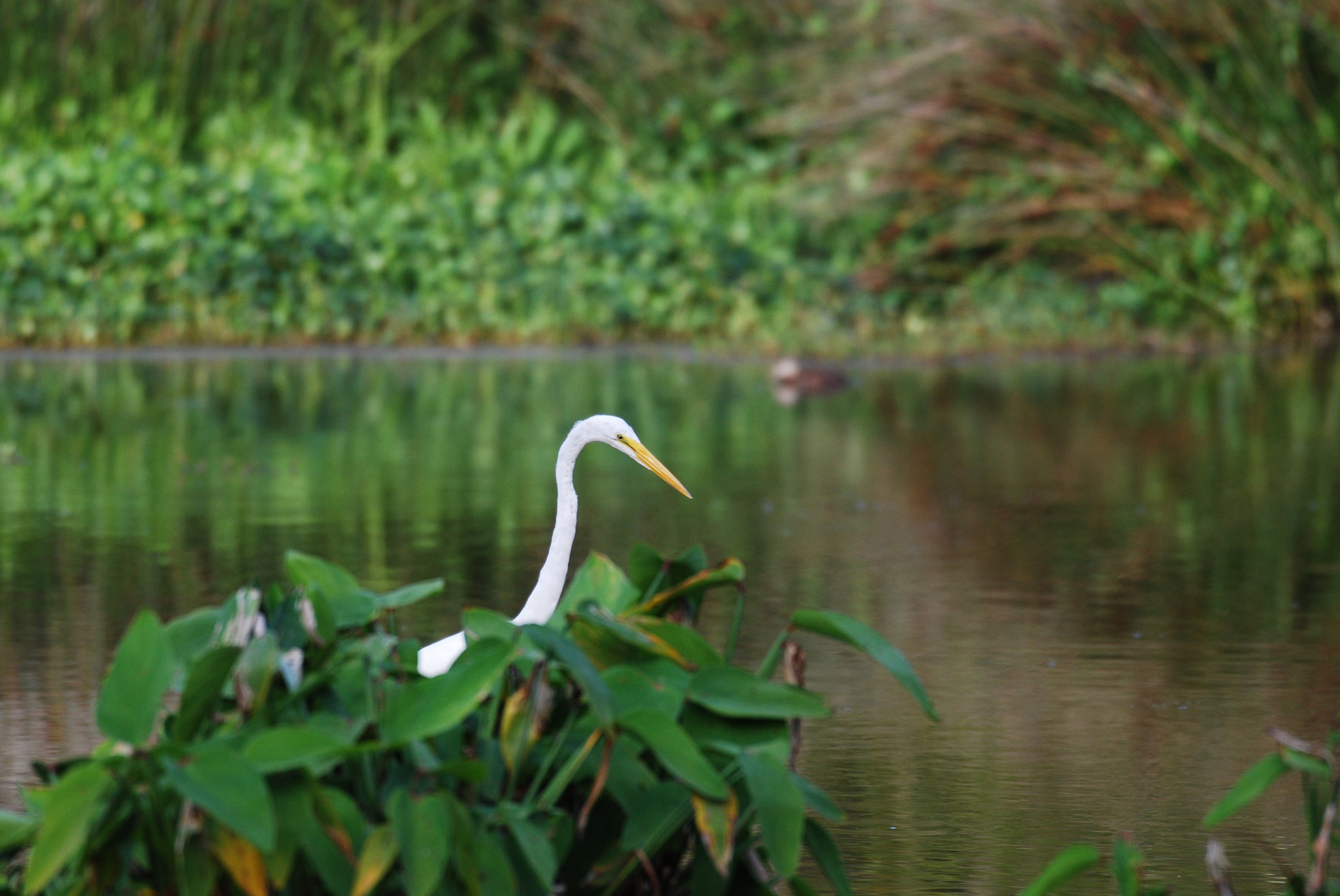 Nikon AF-S Nikkor 200-500mm F5.6E ED VR sample photo. Dsc photography