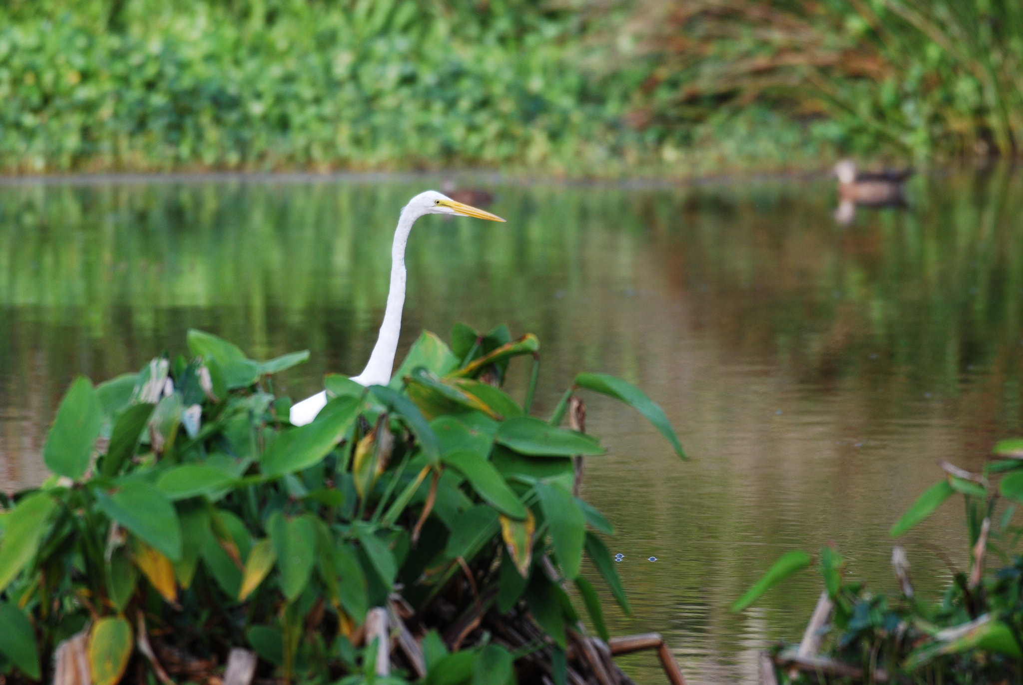 Nikon AF-S Nikkor 200-500mm F5.6E ED VR sample photo. Dsc photography
