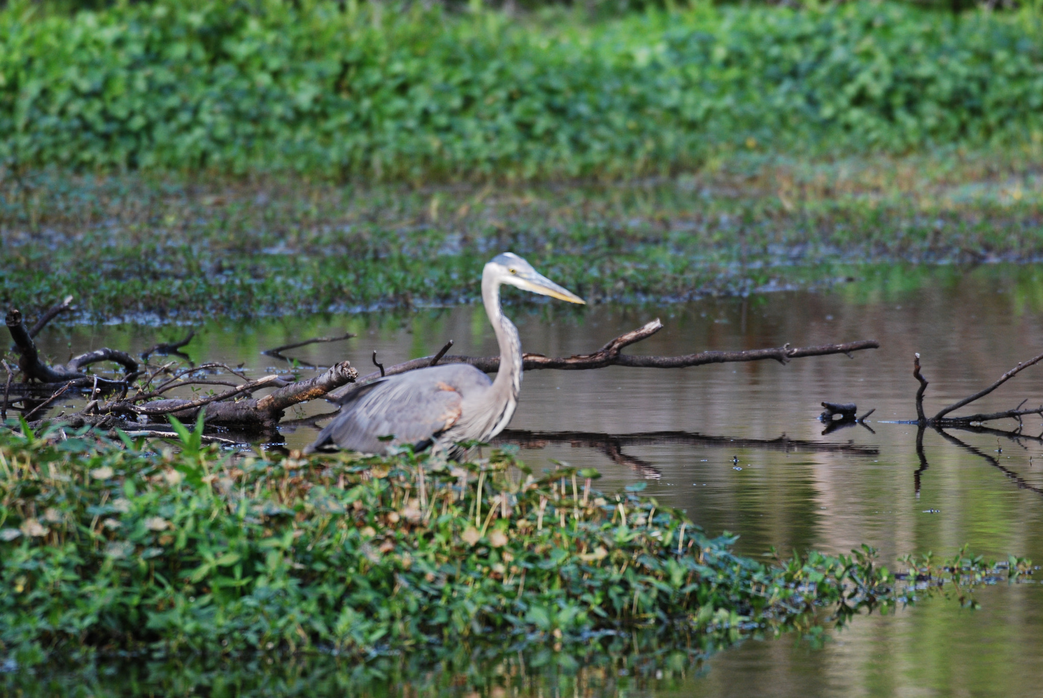 Nikon AF-S Nikkor 200-500mm F5.6E ED VR sample photo. Dsc photography