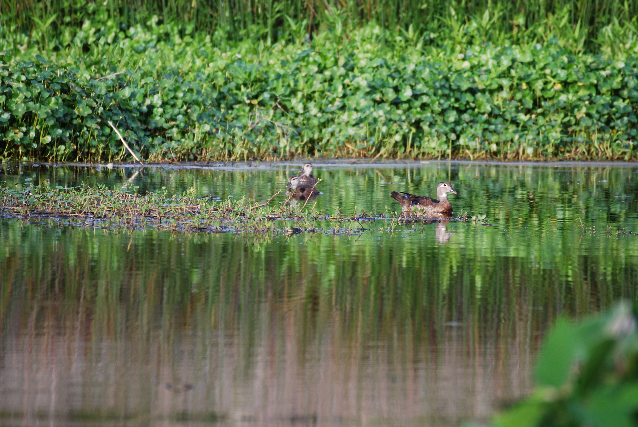 Nikon AF-S Nikkor 200-500mm F5.6E ED VR sample photo. Dsc photography
