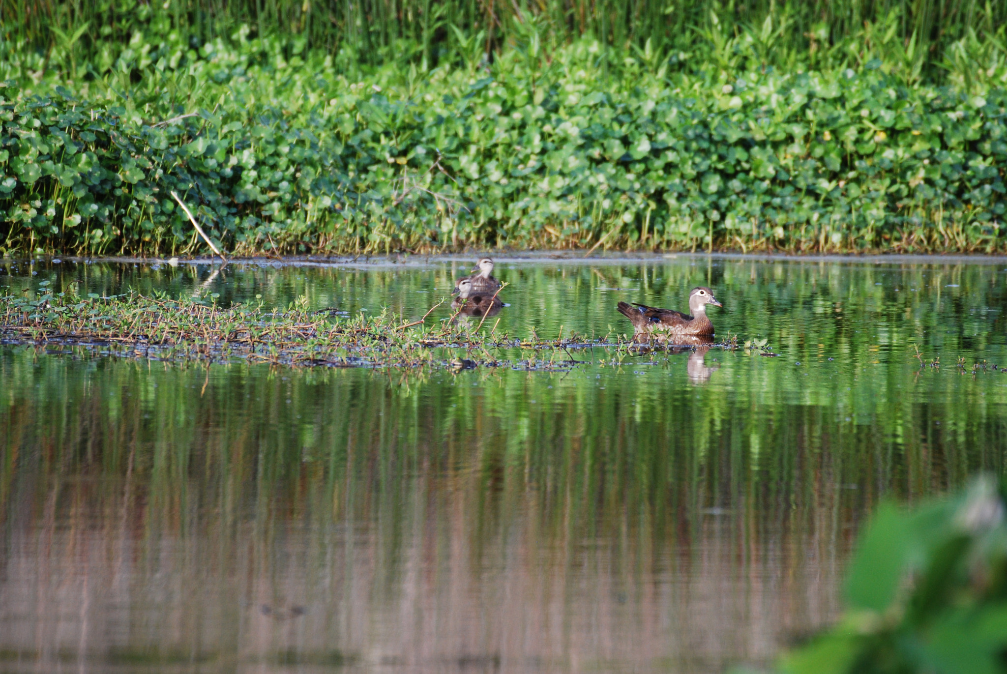 Nikon D60 + Nikon AF-S Nikkor 200-500mm F5.6E ED VR sample photo. Dsc photography