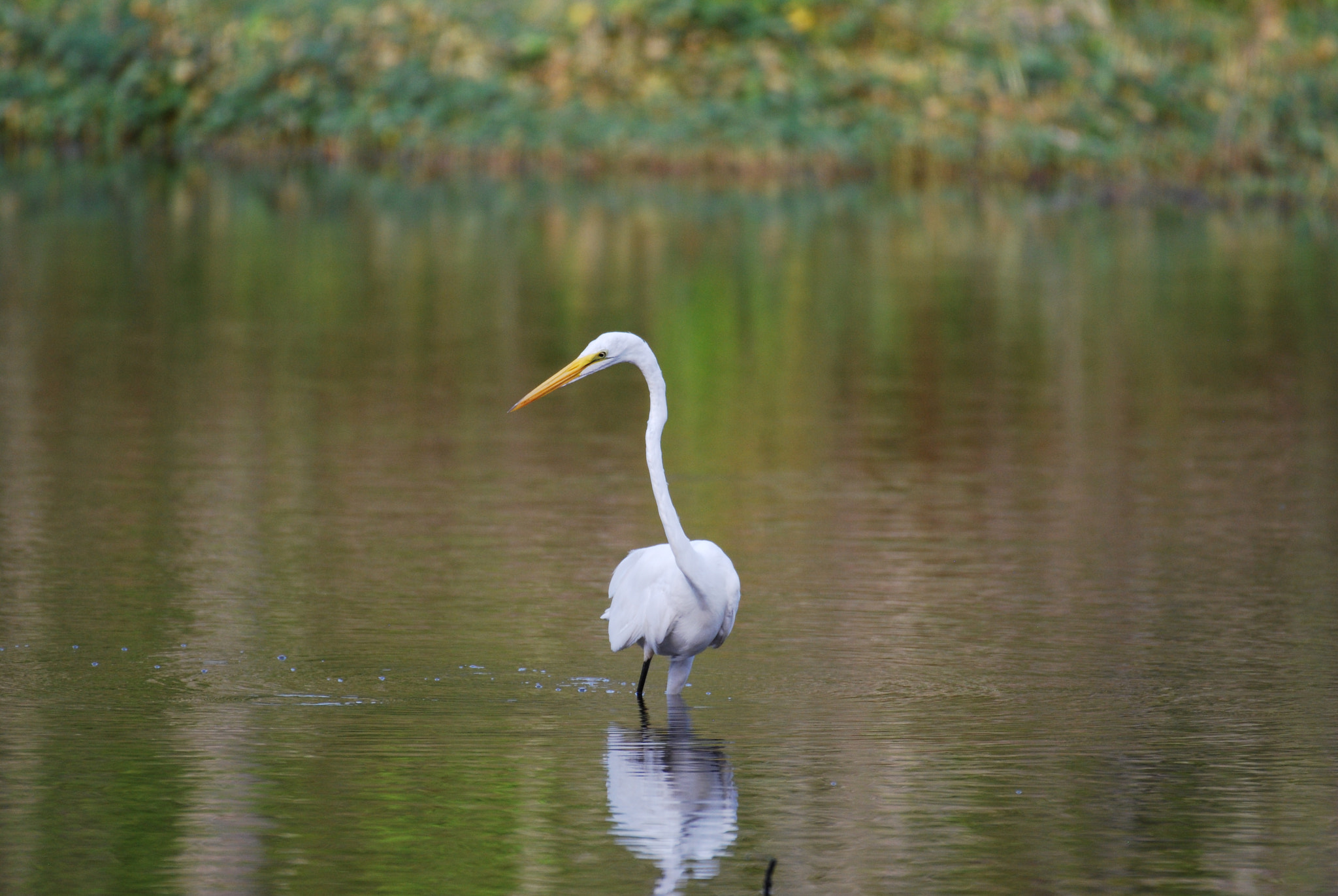 Nikon AF-S Nikkor 200-500mm F5.6E ED VR sample photo. Dsc photography