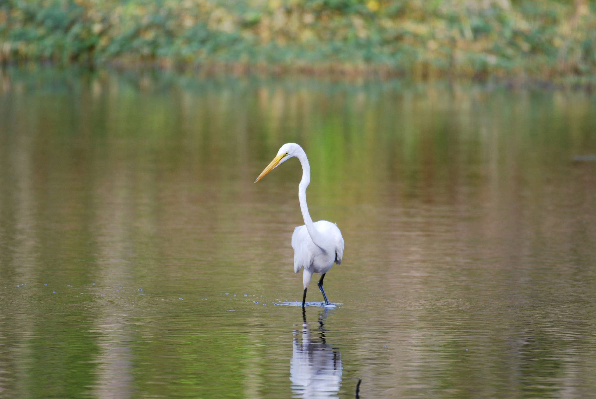 Nikon AF-S Nikkor 200-500mm F5.6E ED VR sample photo. Dsc photography
