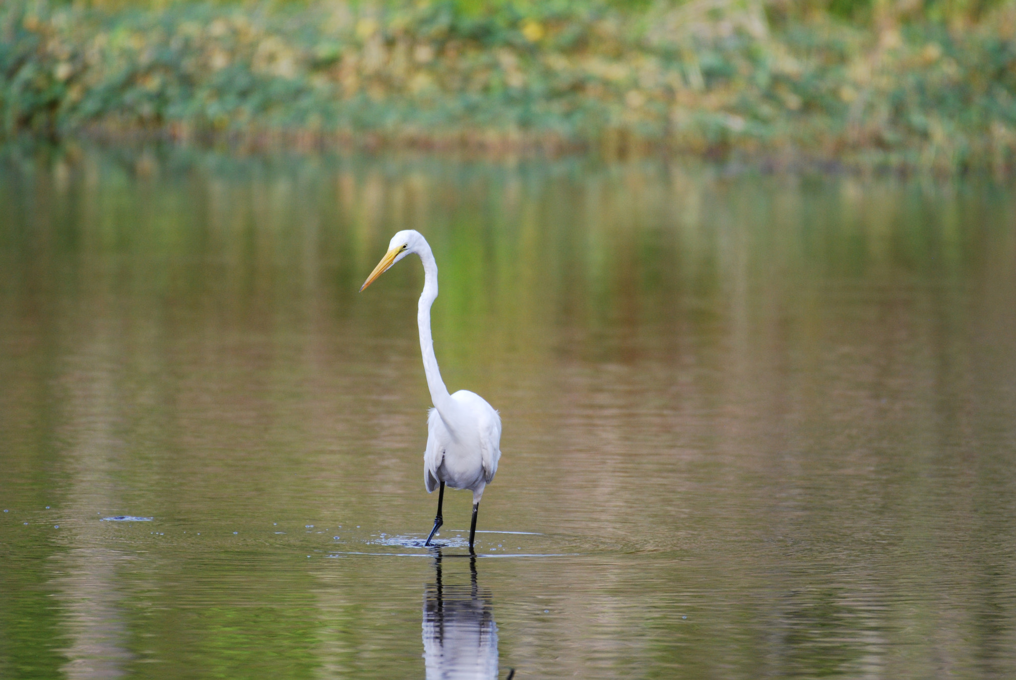 Nikon AF-S Nikkor 200-500mm F5.6E ED VR sample photo. Dsc photography