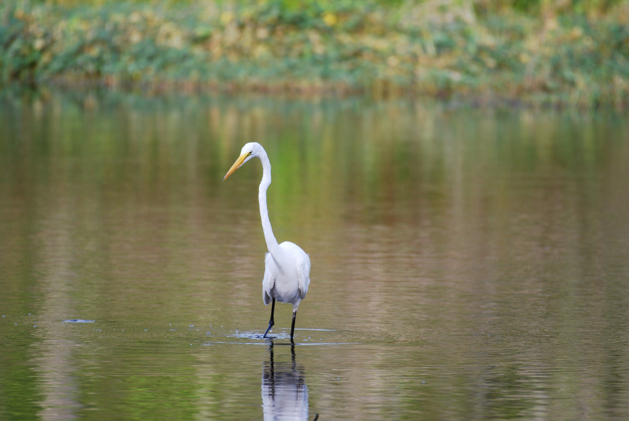 Nikon D60 + Nikon AF-S Nikkor 200-500mm F5.6E ED VR sample photo. Dsc photography