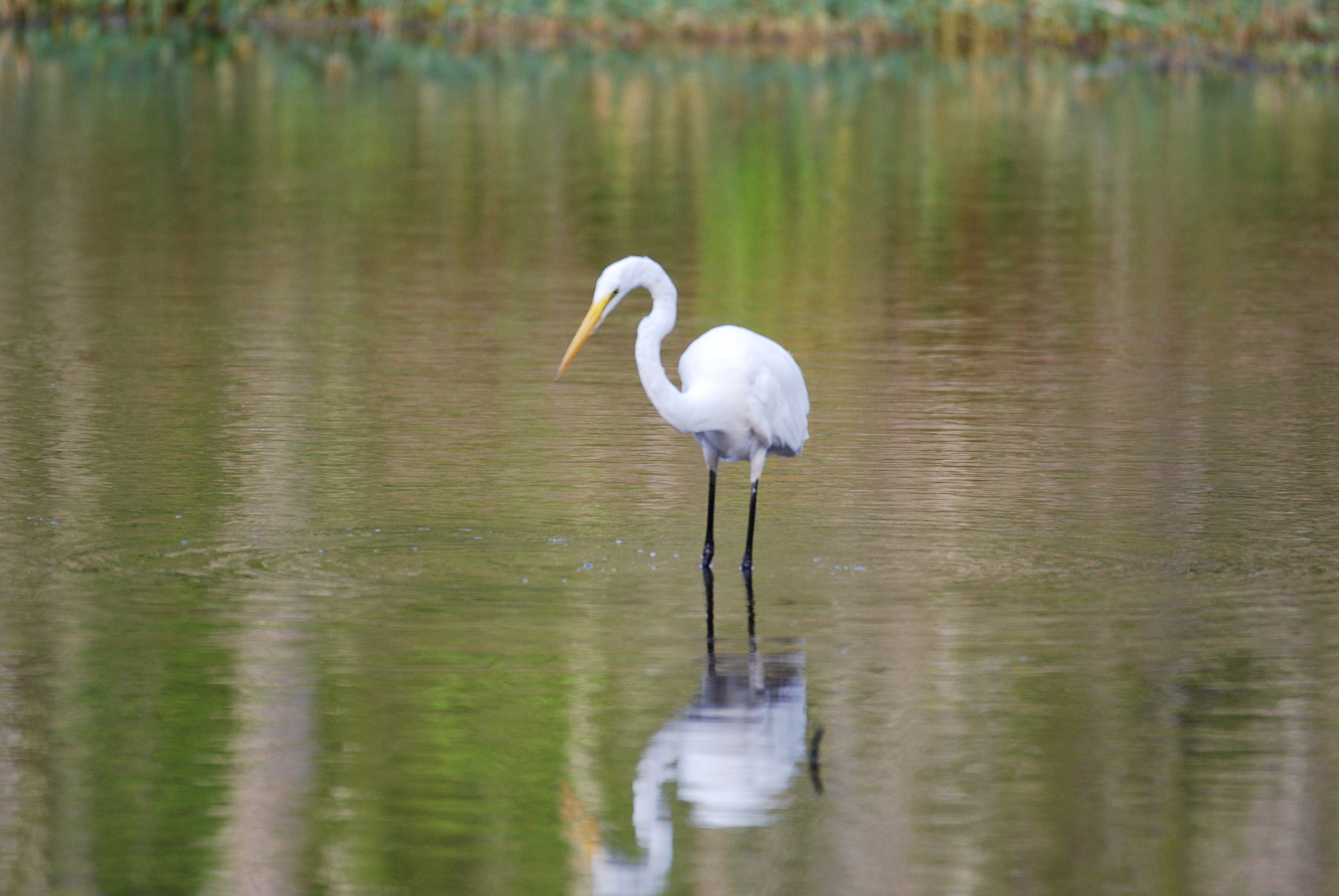 Nikon D60 + Nikon AF-S Nikkor 200-500mm F5.6E ED VR sample photo. Dsc photography