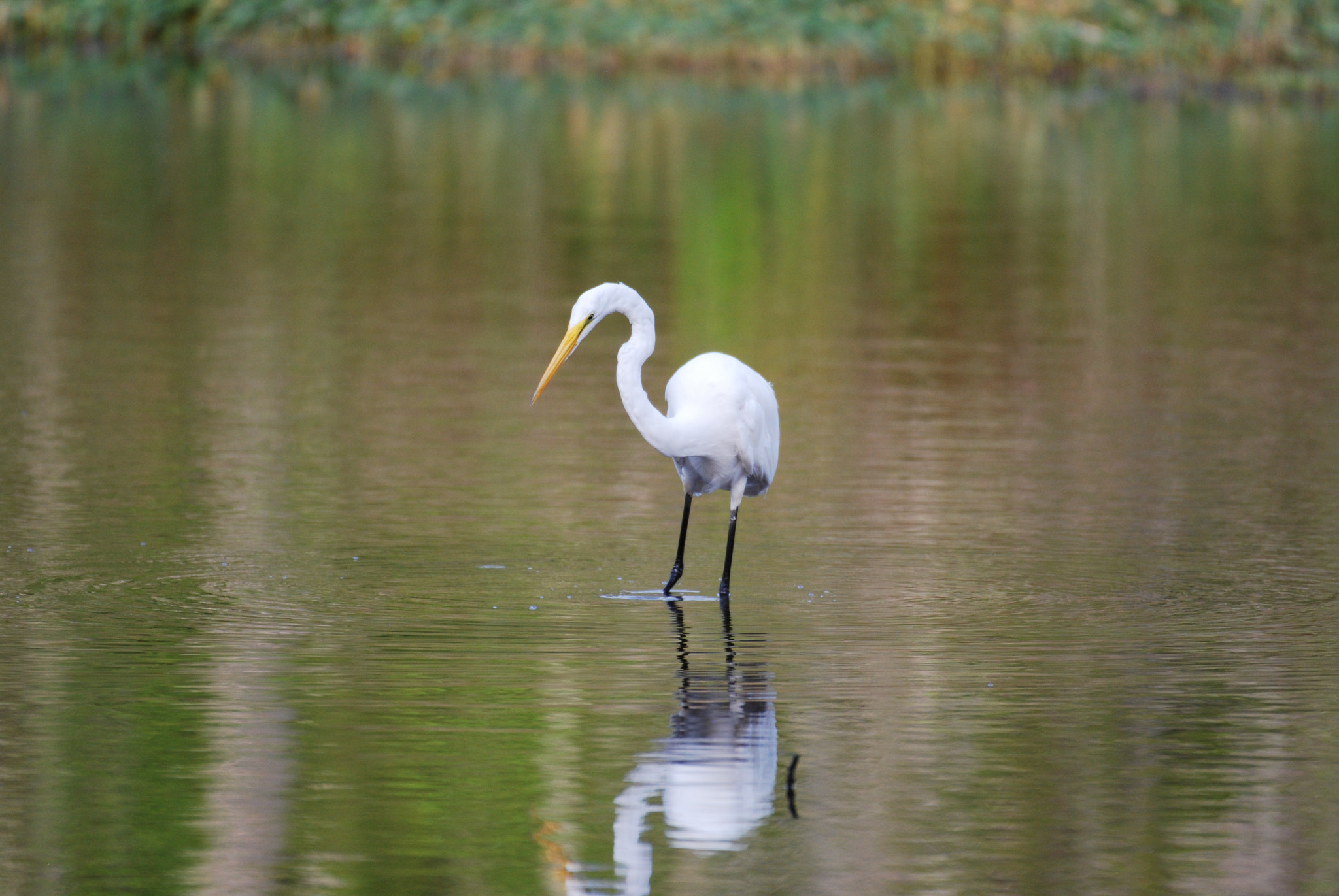 Nikon AF-S Nikkor 200-500mm F5.6E ED VR sample photo. Dsc photography