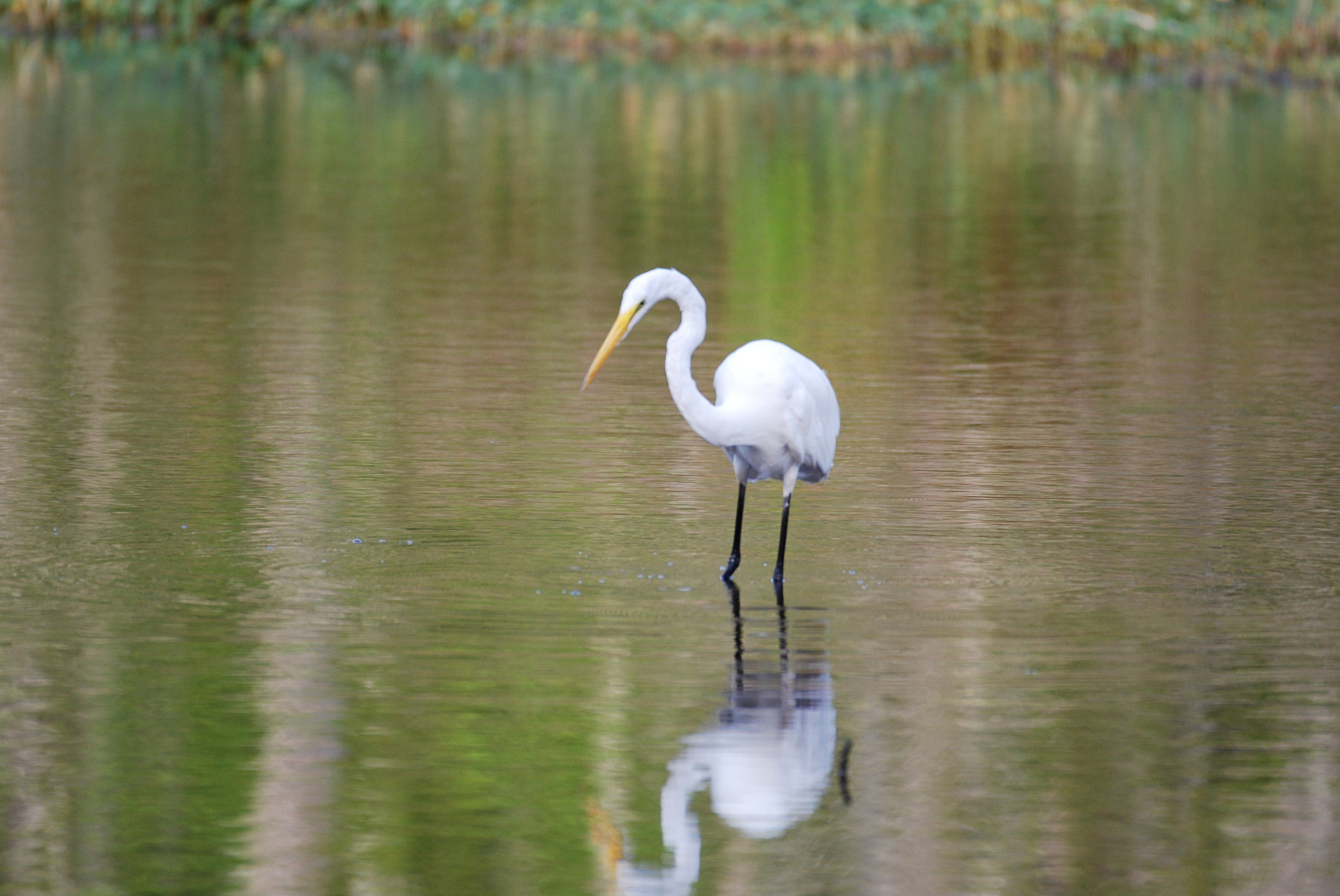 Nikon AF-S Nikkor 200-500mm F5.6E ED VR sample photo. Dsc photography