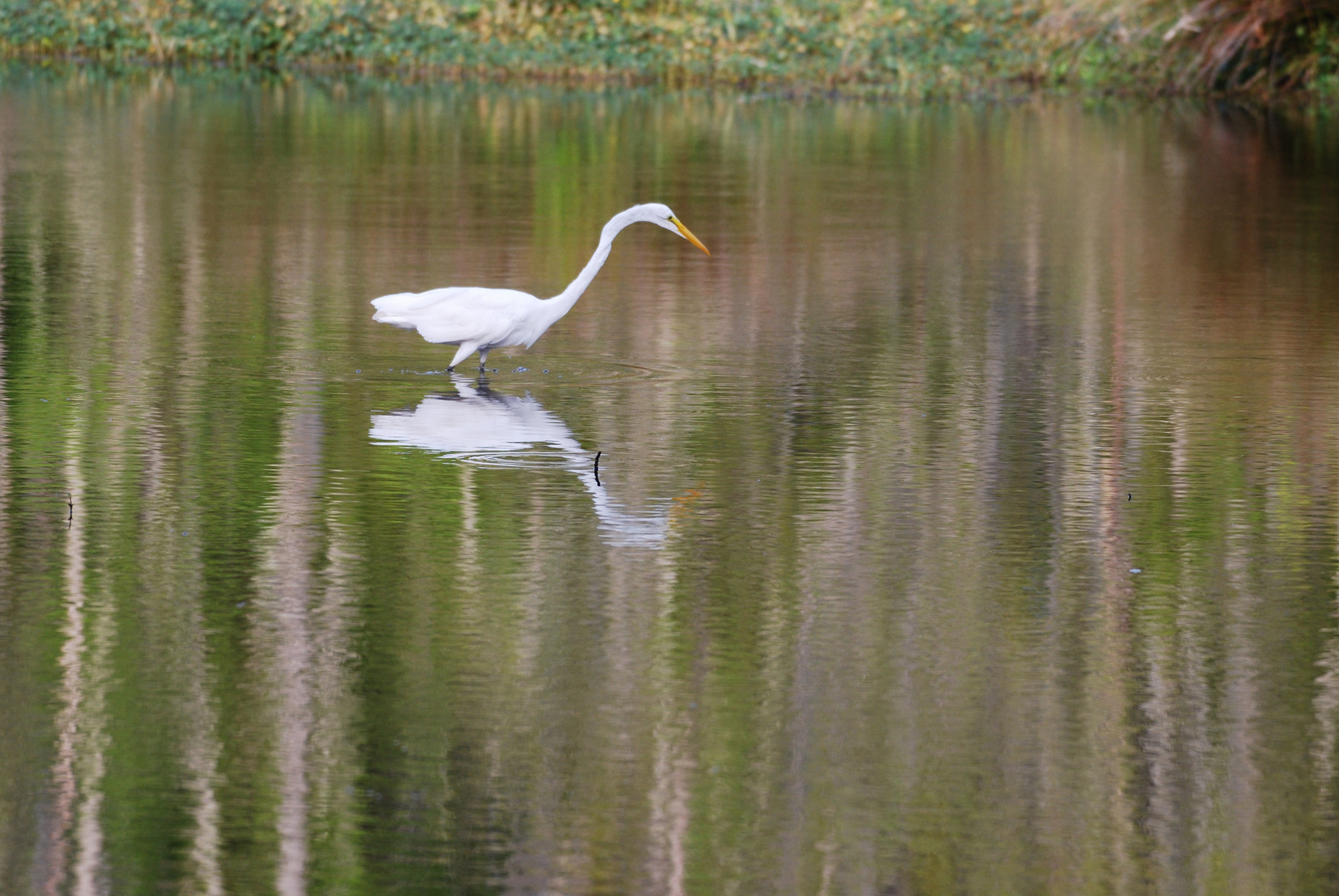 Nikon AF-S Nikkor 200-500mm F5.6E ED VR sample photo. Dsc photography