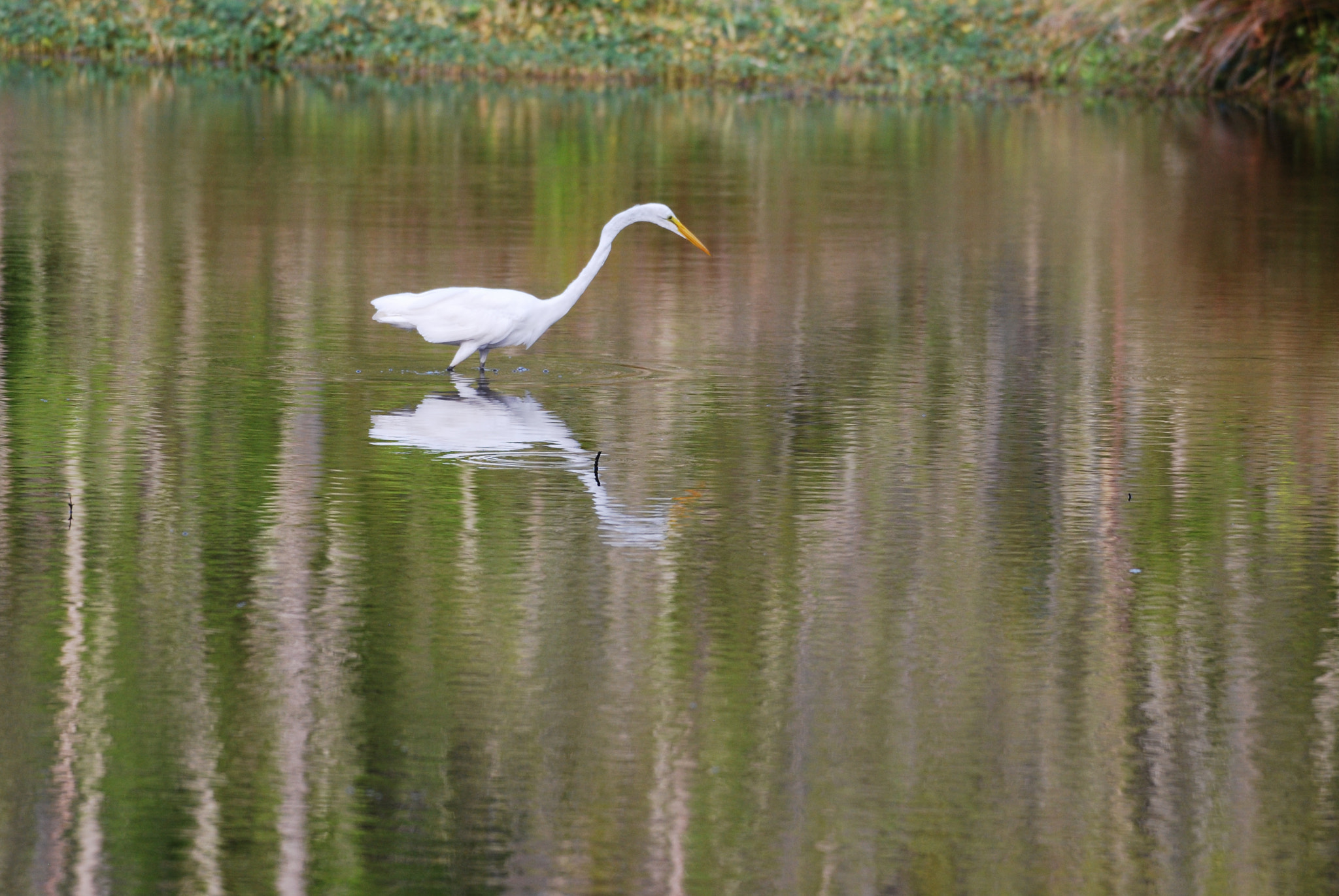 Nikon D60 + Nikon AF-S Nikkor 200-500mm F5.6E ED VR sample photo. Dsc photography