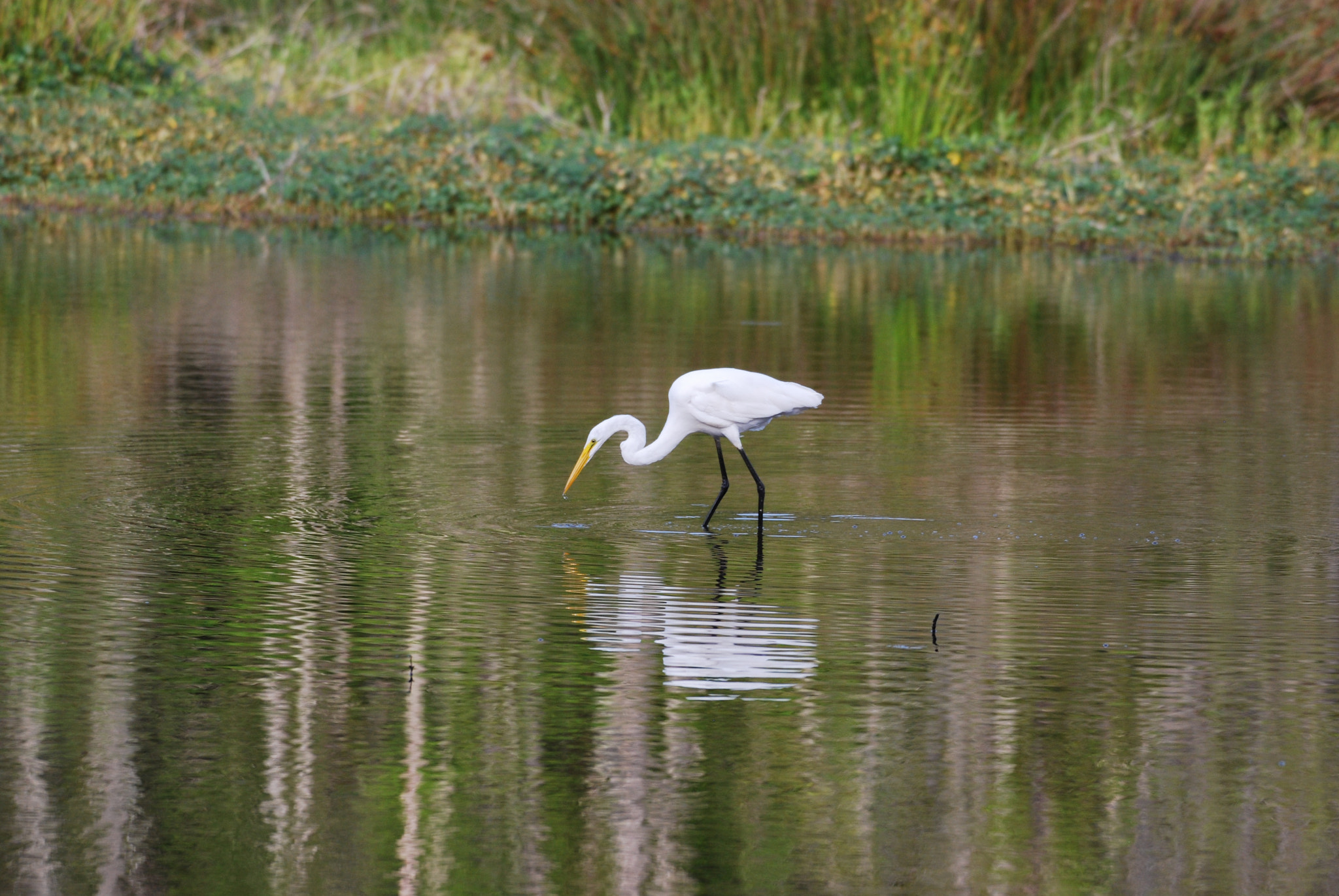 Nikon AF-S Nikkor 200-500mm F5.6E ED VR sample photo. Dsc photography