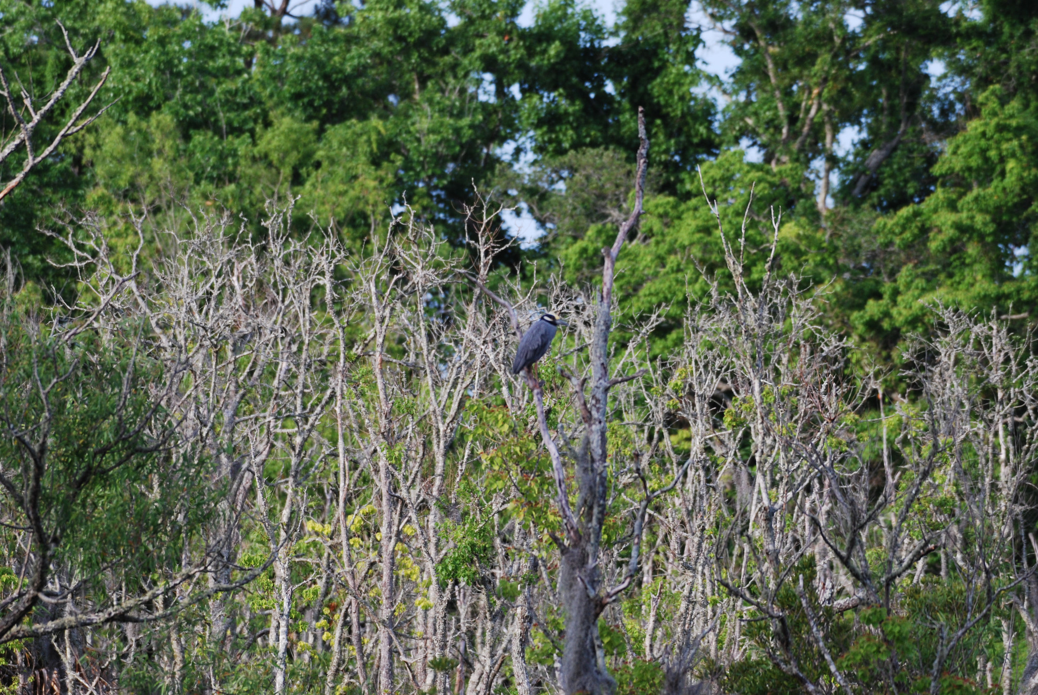 Nikon AF-S Nikkor 200-500mm F5.6E ED VR sample photo. Dsc photography