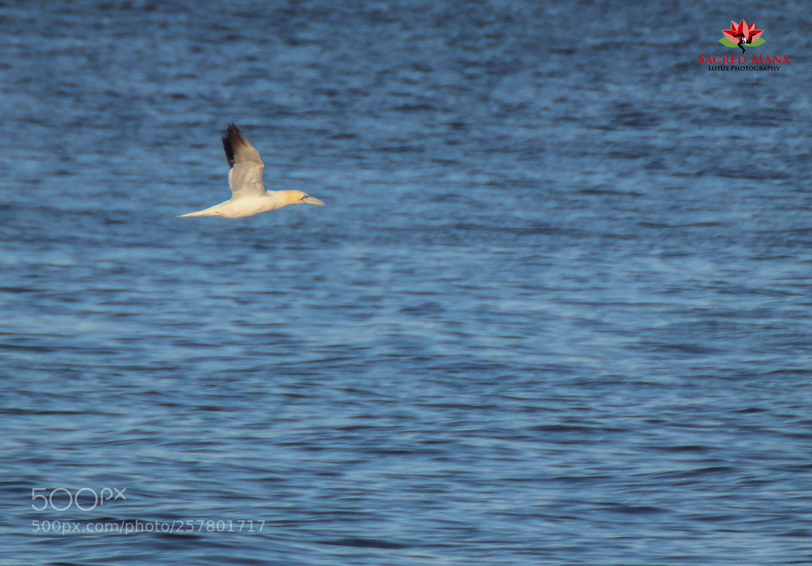 Canon EOS 77D (EOS 9000D / EOS 770D) sample photo. Gannet @ cranstall photography
