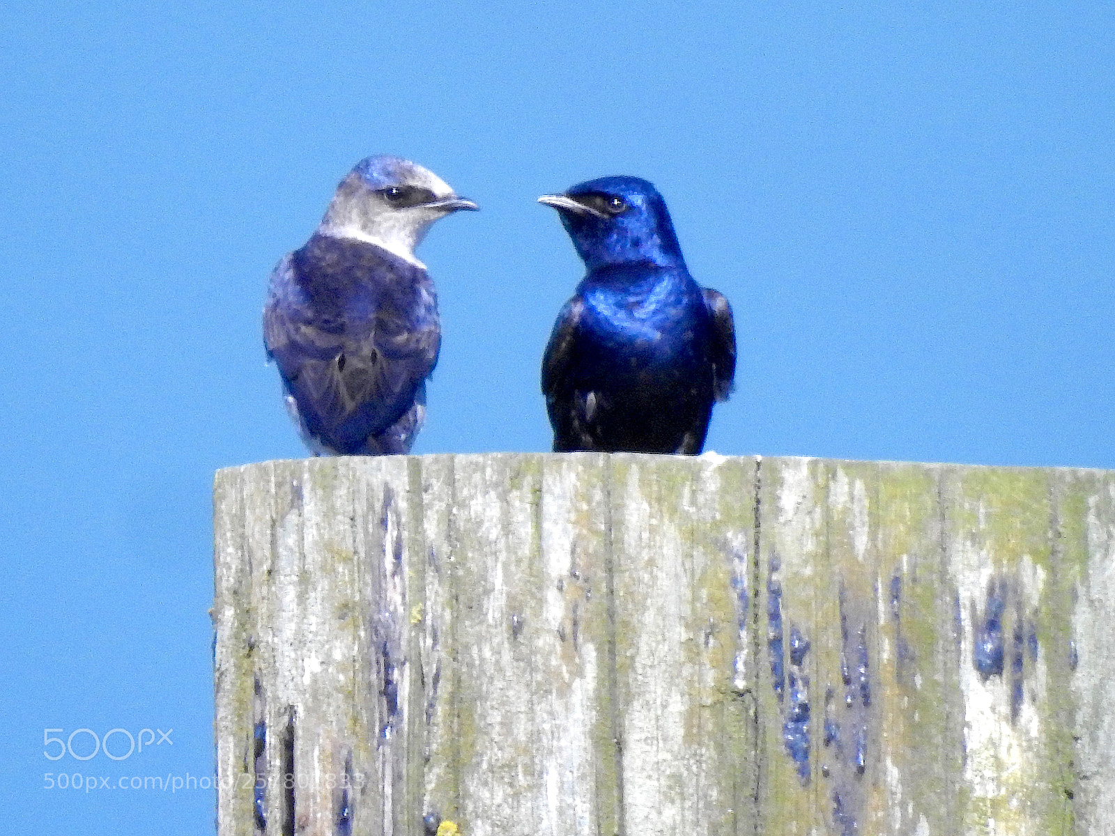 Nikon Coolpix P900 sample photo. Purple martin photography