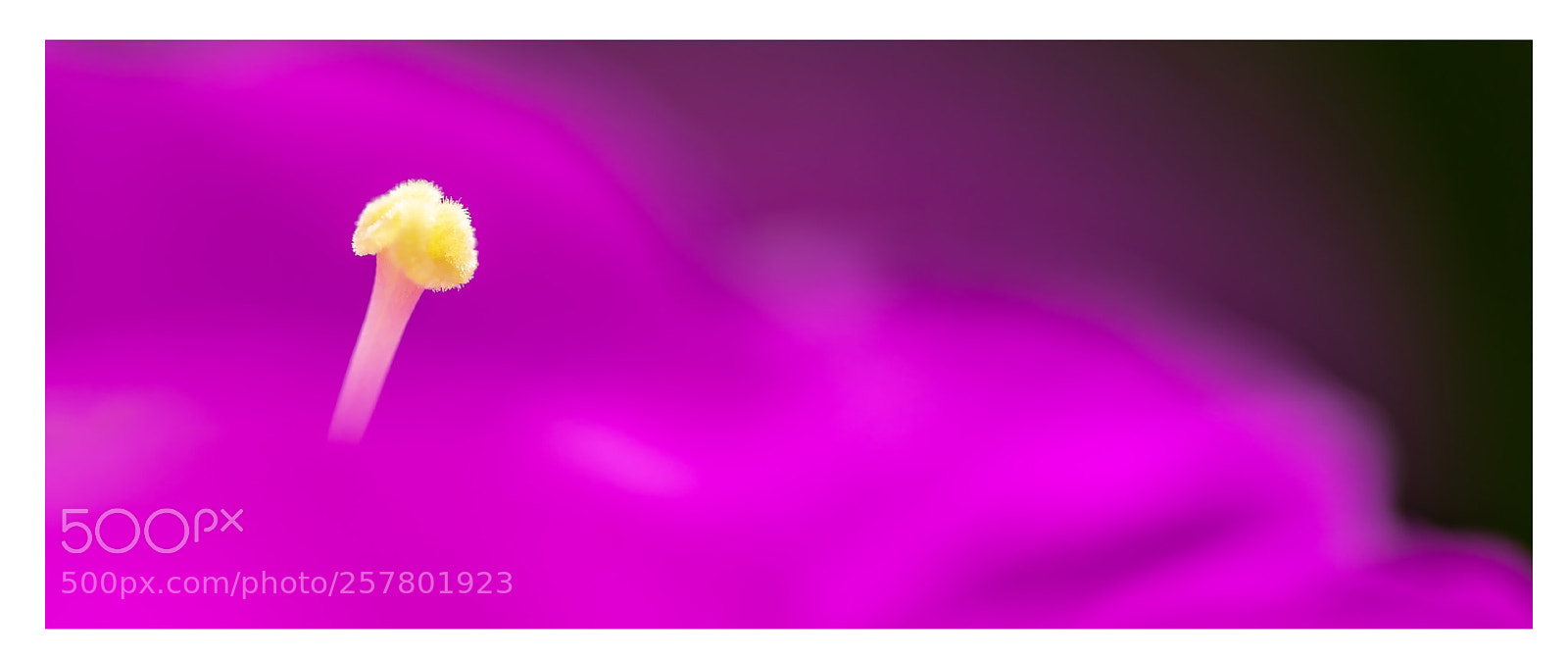 Canon EOS 5D Mark IV sample photo. Poppy photography