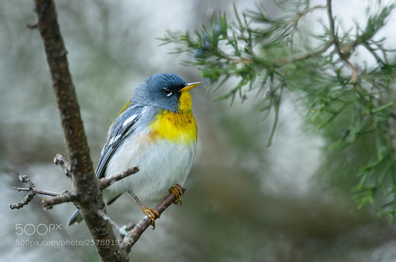 Nikon D850 sample photo. Northern parula photography