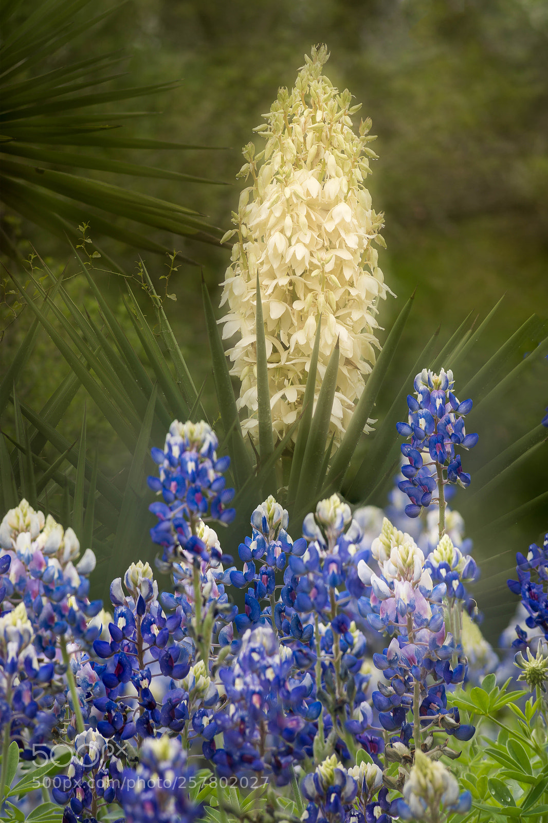 Sony a7R III sample photo. Yucca and bluebonnets photography