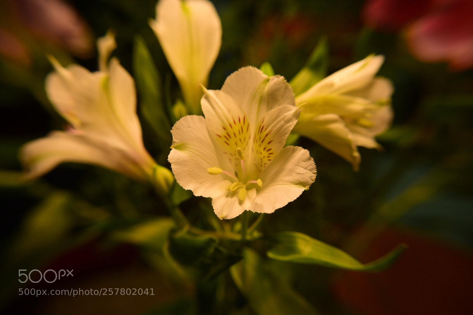 Nikon D5300 sample photo. Untitled photography