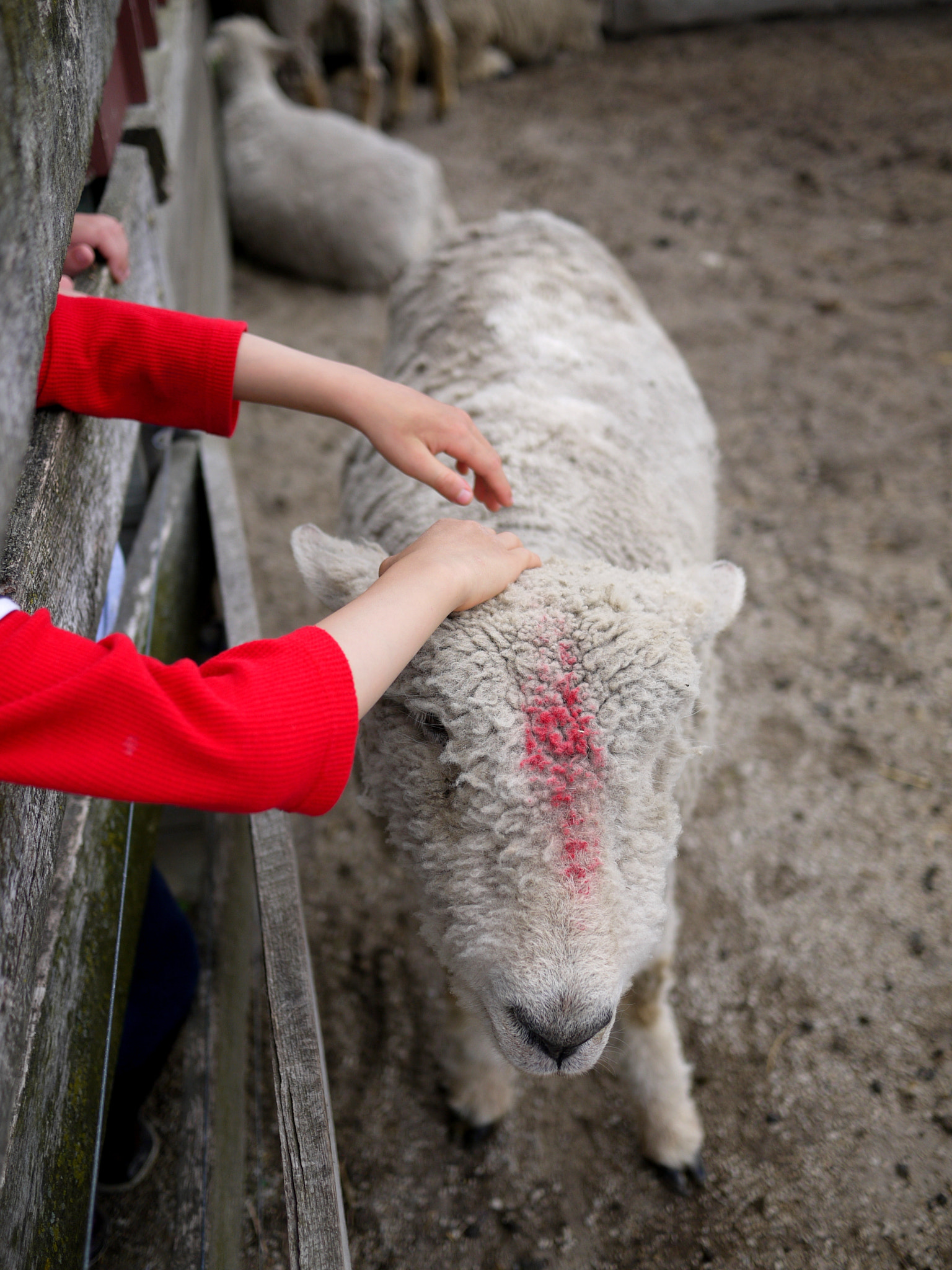 Panasonic Lumix DMC-GF1 sample photo. Friendly little sheep photography