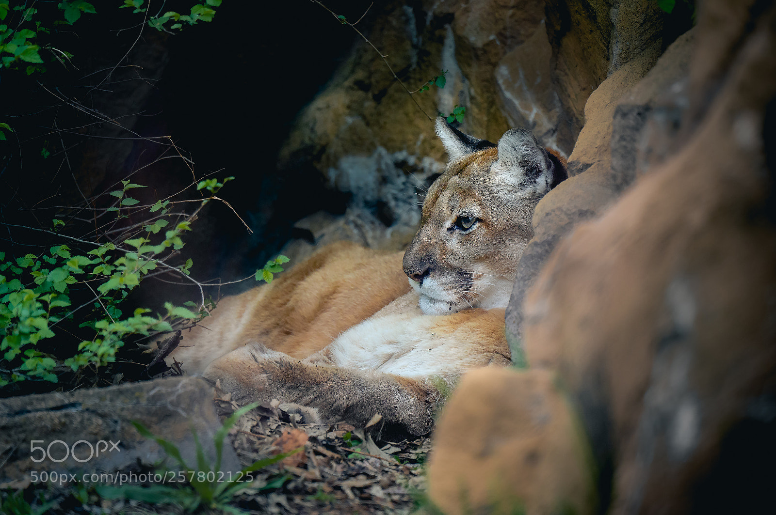 Sony a7 III sample photo. Relaxing cougar photography