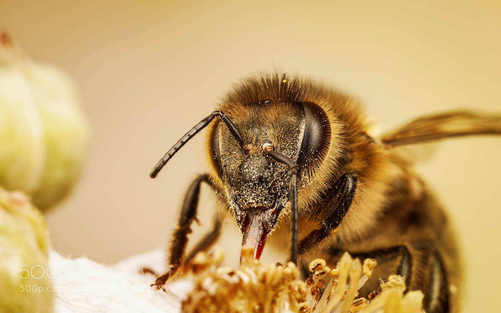Canon EOS 5D Mark II sample photo. Honey bee photography