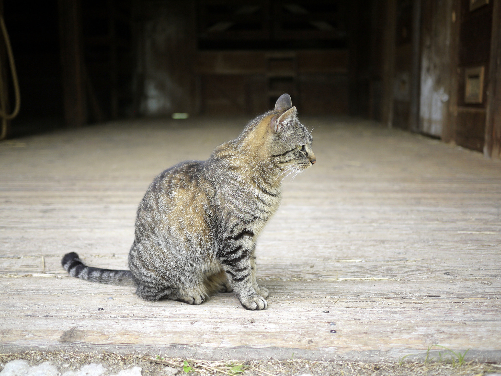 Panasonic Lumix DMC-GF1 sample photo. Farm cat photography