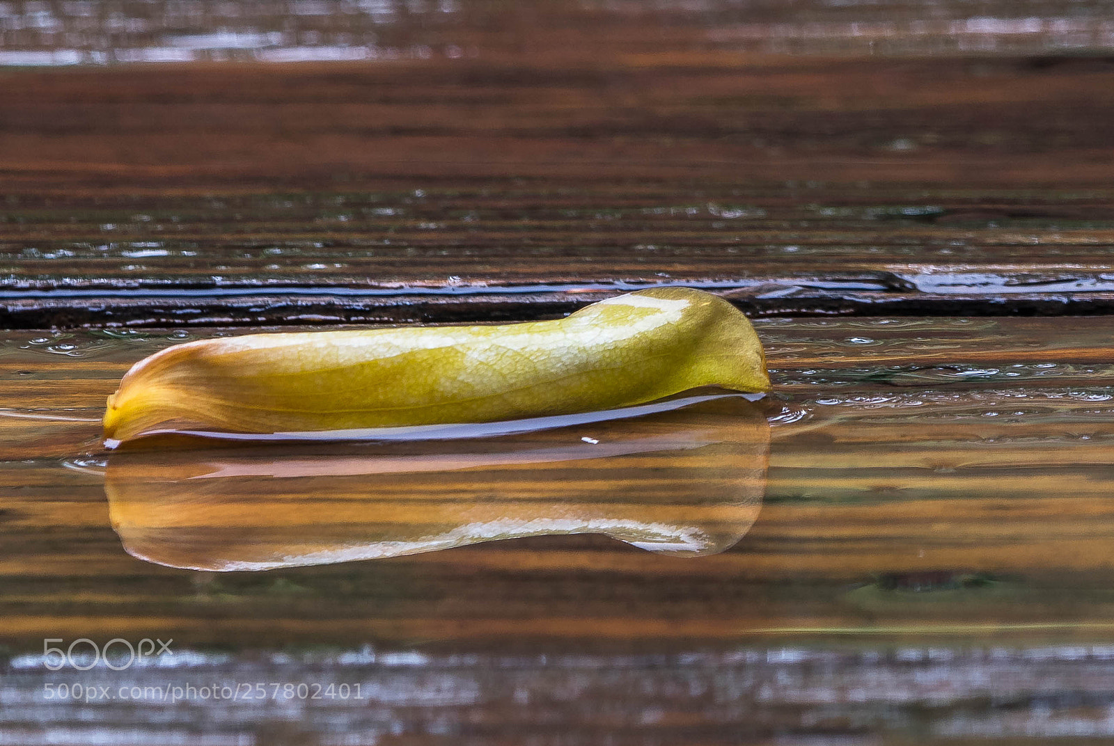 Canon EOS 800D (EOS Rebel T7i / EOS Kiss X9i) sample photo. Reflection on a rainy photography