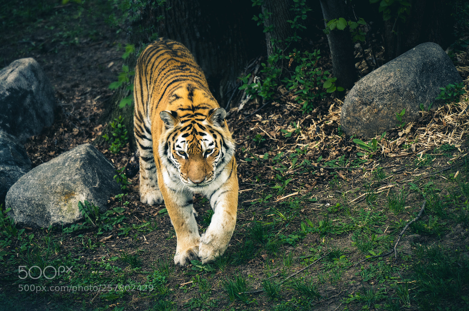 Sony a7 III sample photo. Tiger on the prowl photography