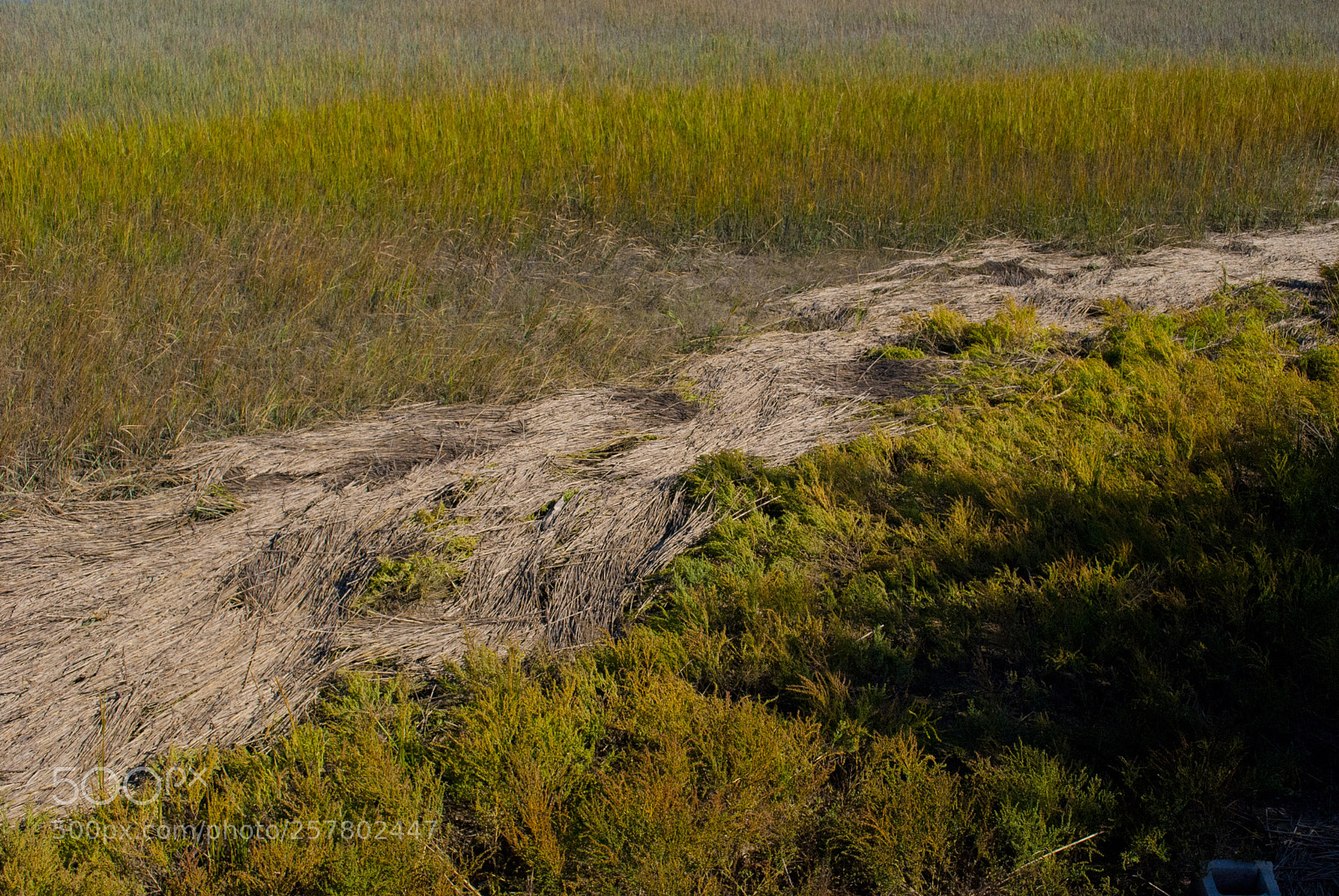 Nikon D60 sample photo. The textured and colorful photography