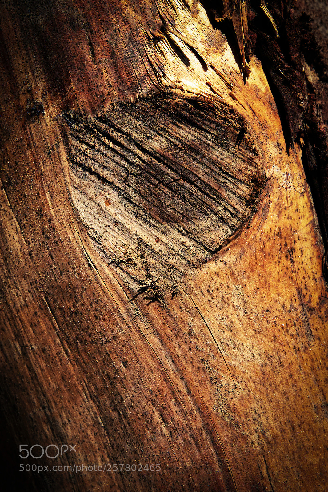 Nikon D5500 sample photo. Knot on wood without photography