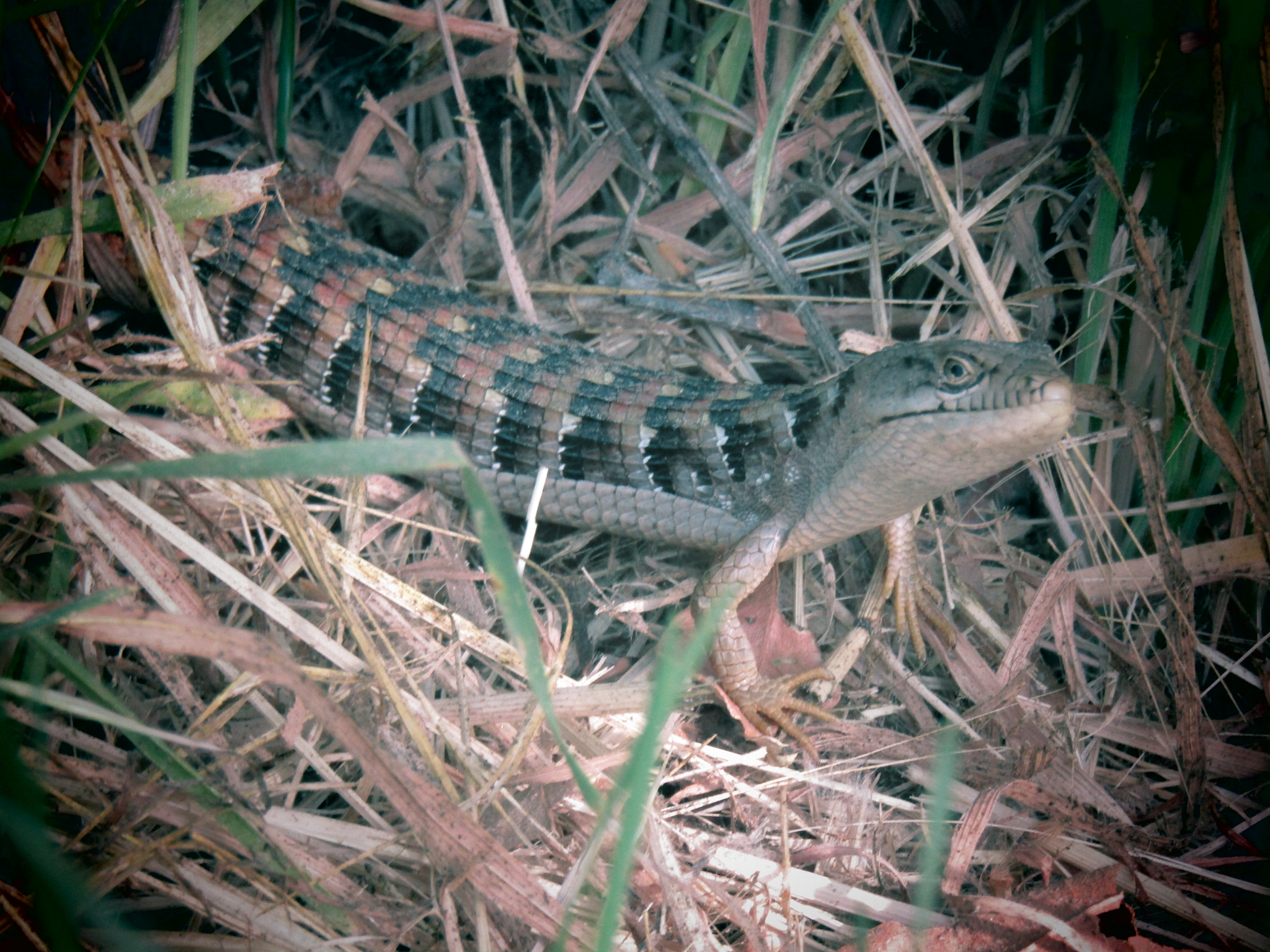Canon PowerShot SX420 IS sample photo. Alligator lizard photography