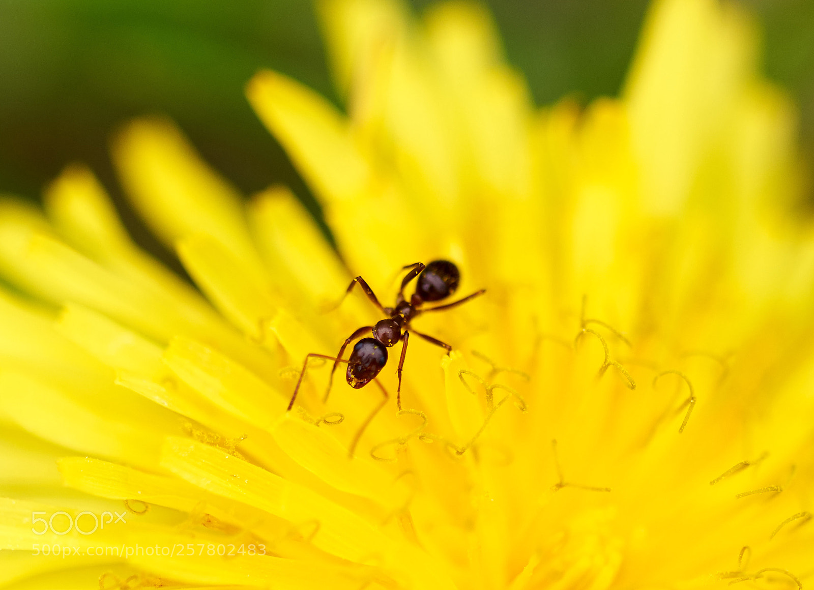 Sony a7R II sample photo. Dande-ant photography