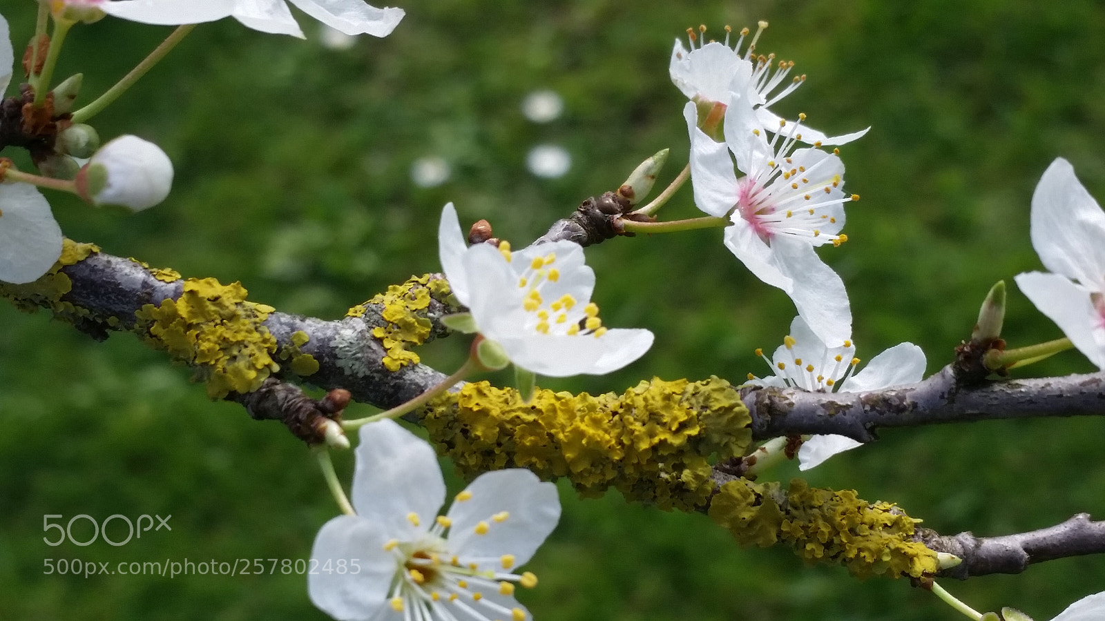 Samsung Galaxy S5 sample photo. Untitled photography