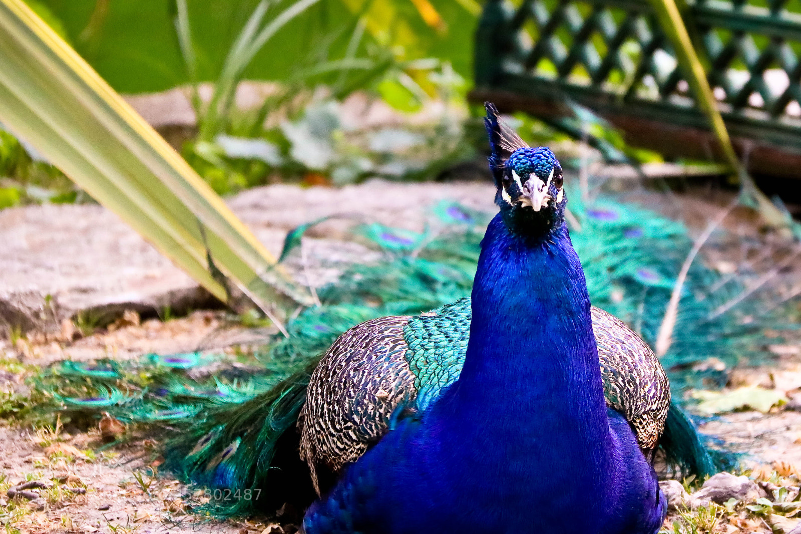 Canon EOS 760D (EOS Rebel T6s / EOS 8000D) sample photo. Peacock blue photography
