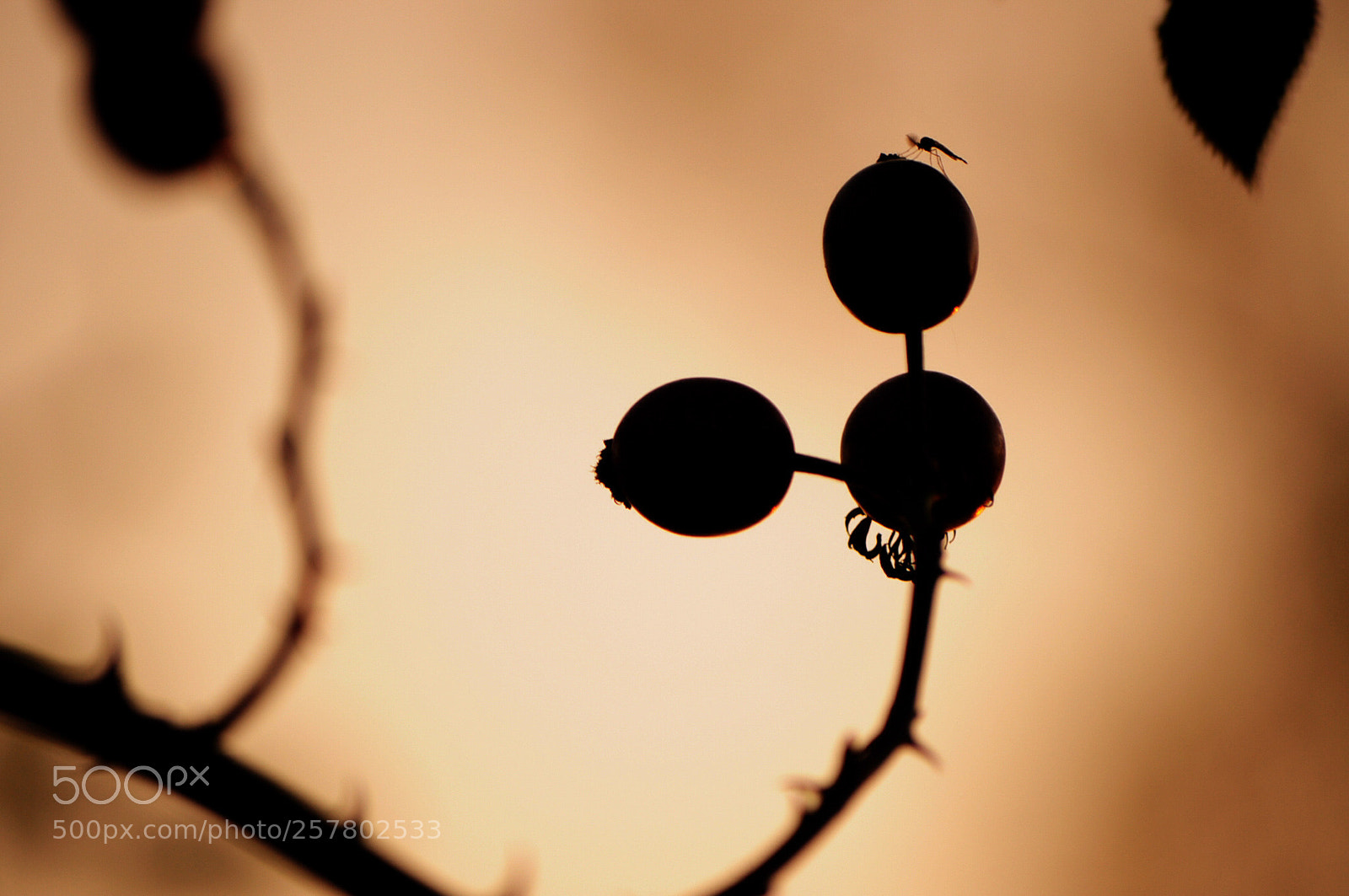 Nikon D5000 sample photo. Outlining the nature photography