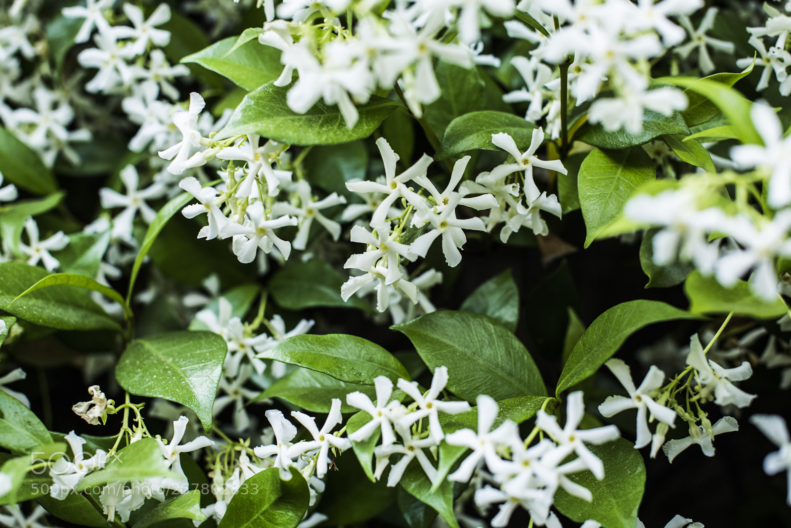 Nikon D810 sample photo. Dsc photography