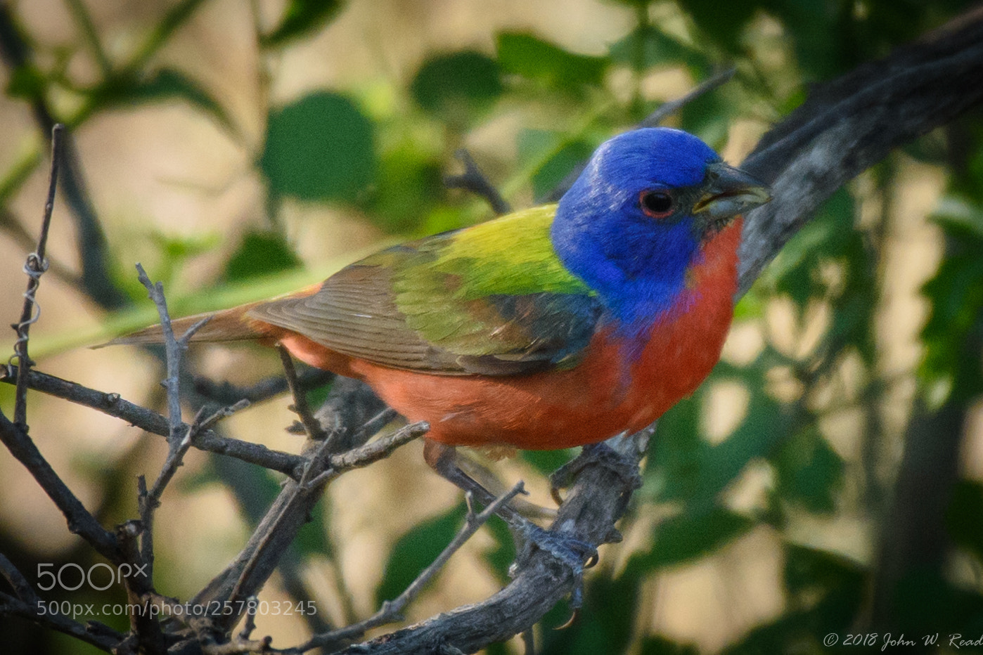 Nikon D7200 sample photo. Painted bunting photography