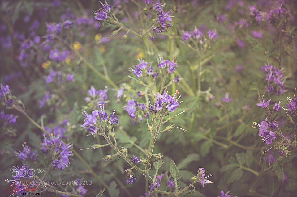 Nikon D3200 sample photo. Flowers photography