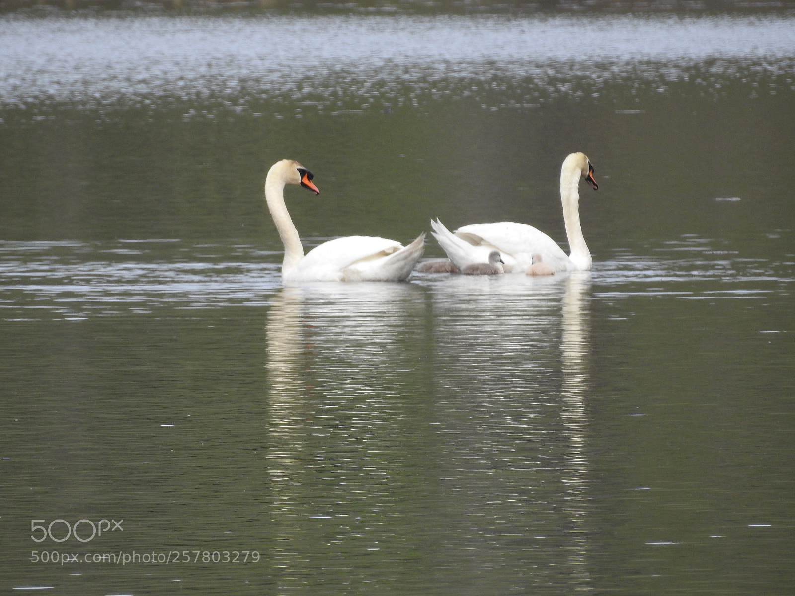 Nikon Coolpix P900 sample photo. Swan family photography