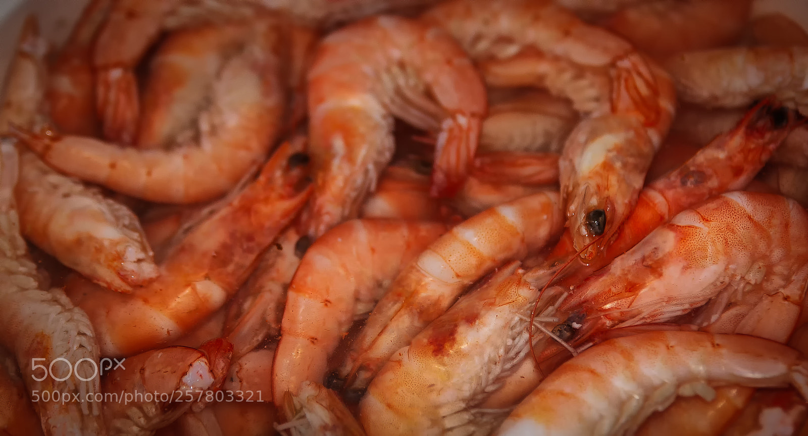 Canon EOS 50D sample photo. Don langostino photography