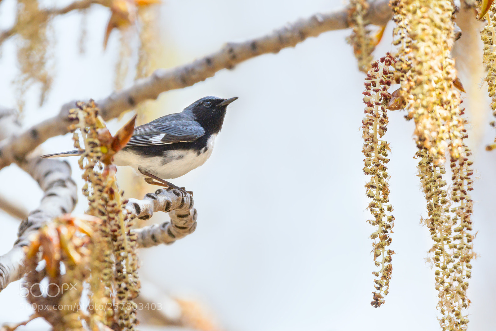 Nikon D7200 sample photo. Black-throated blue warbler photography