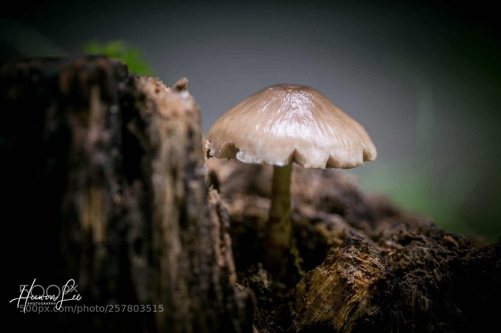 Canon EOS 6D sample photo. Untitled photography